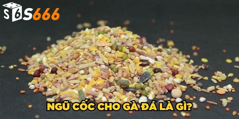 Ngũ Cốc Cho Gà Đá | Cách Trộn Thức Ăn Cho Chiến Kê Chuẩn 2 Ngũ cốc cho gà đá là gì?