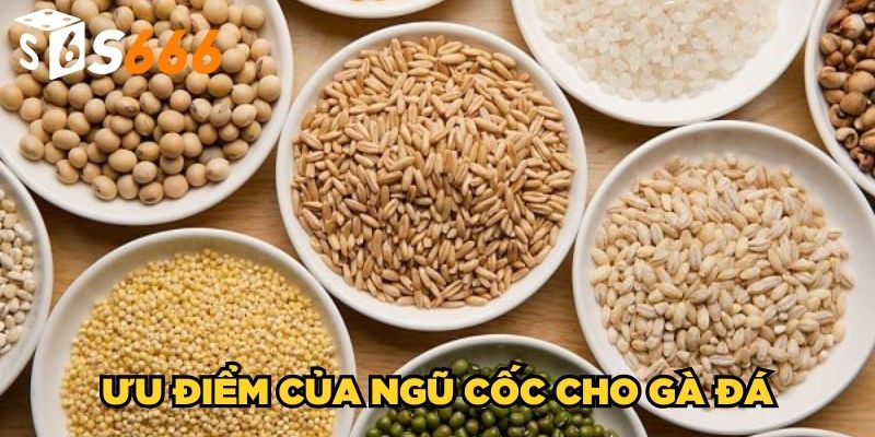 Ngũ Cốc Cho Gà Đá | Cách Trộn Thức Ăn Cho Chiến Kê Chuẩn 3 Ưu điểm của ngũ cốc cho gà đá